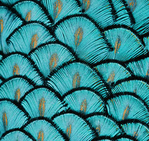 Inspiration illusion decor peacock feathers