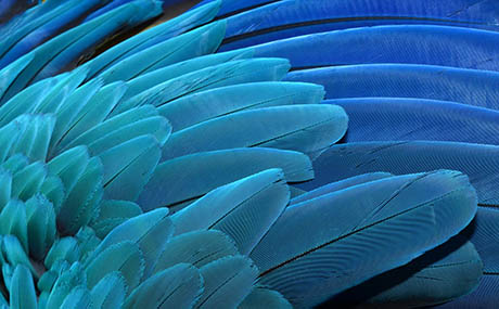 Inspiration illusion decor macro blue feathers