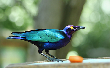 oiseau-turquoise-bleu-vert-viloet