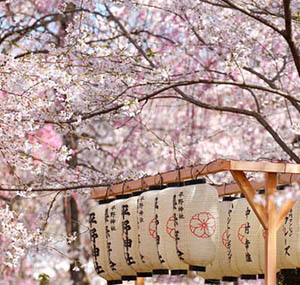 Inspiration decor flowers cherry tree Japan