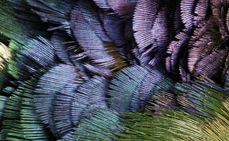 Inspiration illusion decor macro feathers